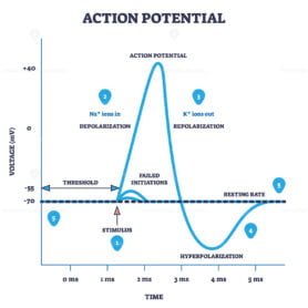 action potential outline diagram 1