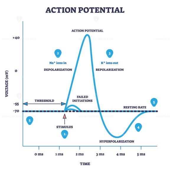 action potential outline diagram 1