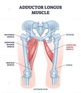 adductor longus muscle outline 1