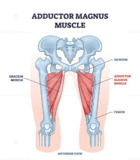 adductor magnus muscle outline 1