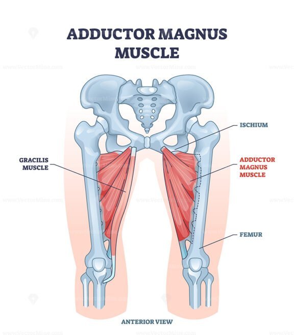 adductor magnus muscle outline 1