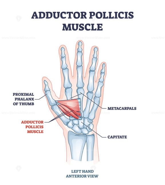 adductor pollicis outline 1