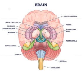 amygdala 2 outline diagram 1