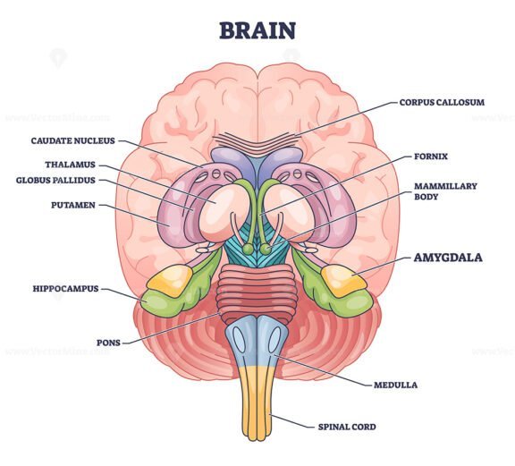 amygdala 2 outline diagram 1