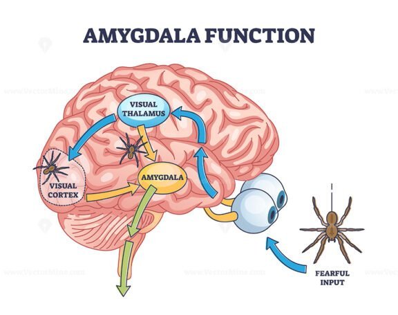 amygdala function outline diagram 1