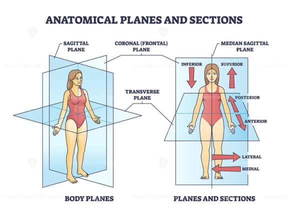 anatomical planes and sections outline 1