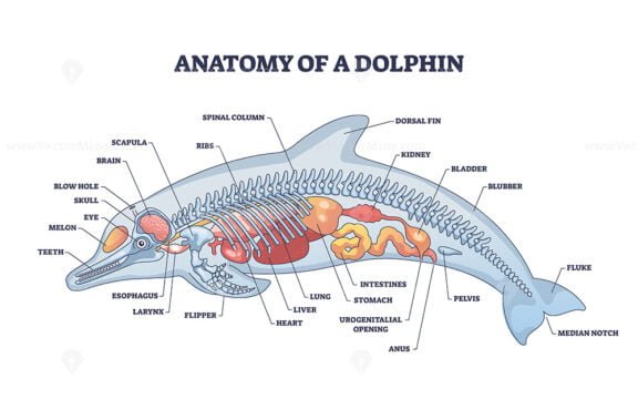 anatomy of a dolphin outline 1