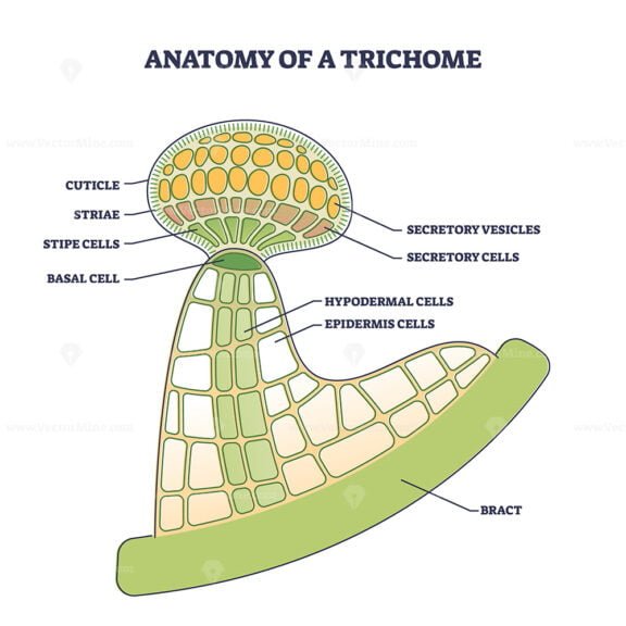 anatomy of a trichome outline diagram 1