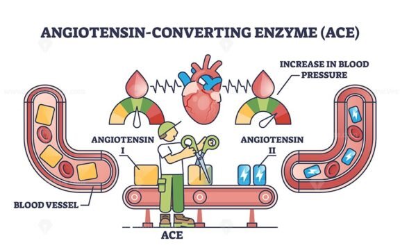 angiotensi converting enzyme ace diagram 1