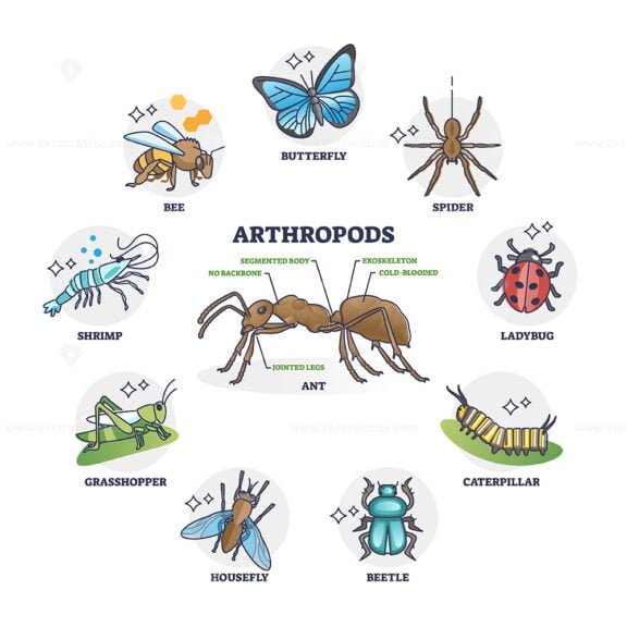 arthropods outline 1
