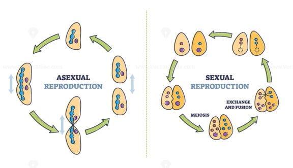 asexual vs sexual reproduction outline diagram 1