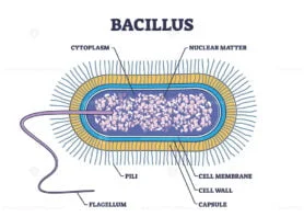bacillus outline 1