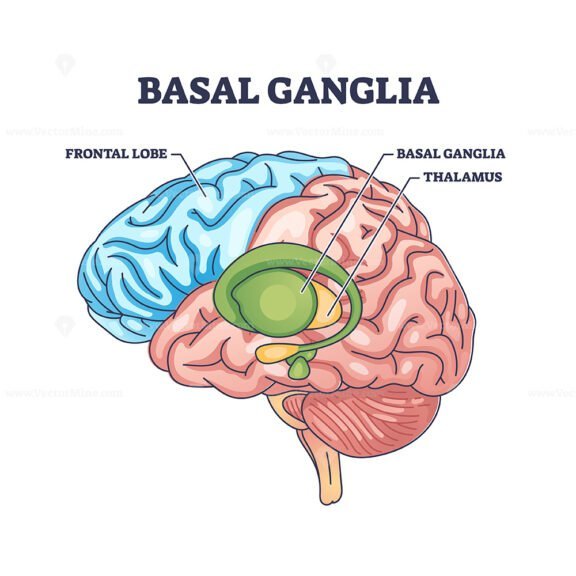 basal ganglia outline 1