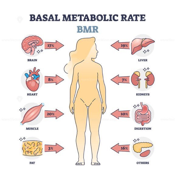 basal metabolic rate 2 1
