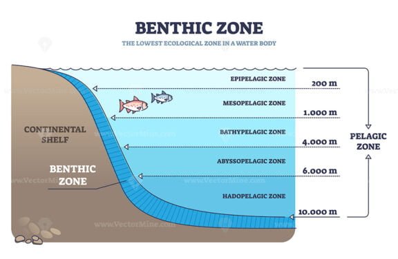 benthic zone outline diagram 1