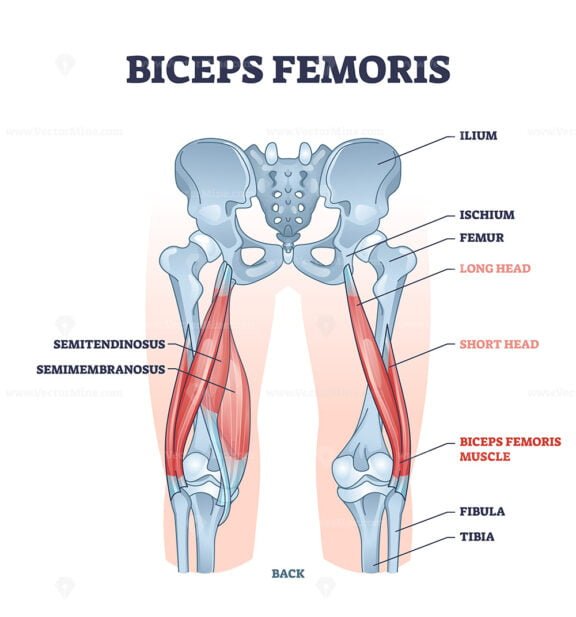 biceps femoris outline 1