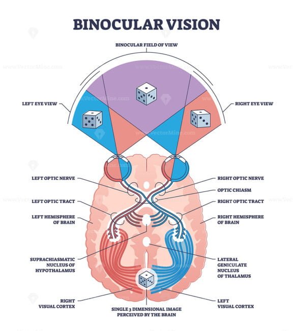binocular vision otline diagram 1