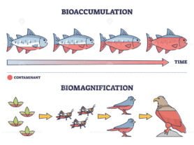 bioaccumulation vs biomagnification outline diagram 1