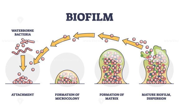 biofilm outline diagram 1