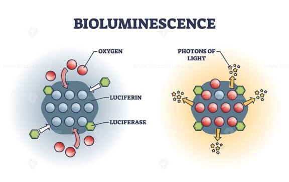 bioluminescence outline 1