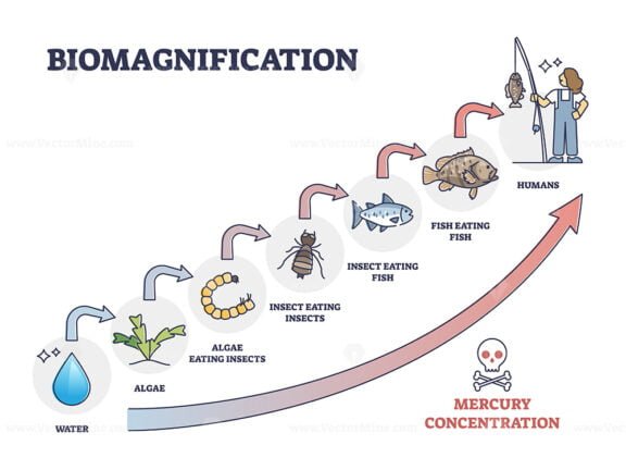 biomagnification outline diagram 1