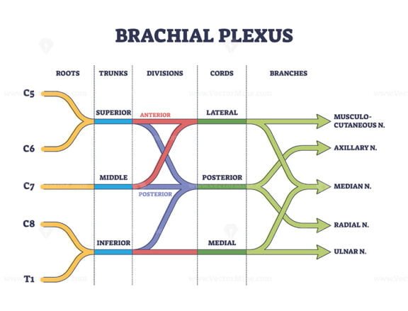 brachial plexus 3 outline diagram 1