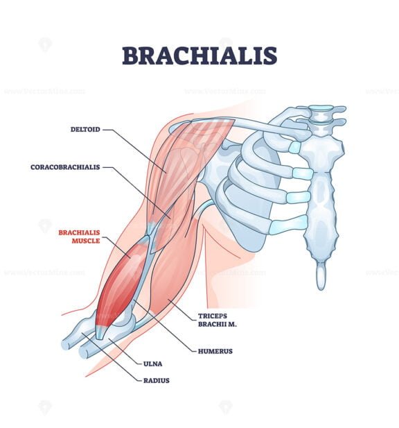 brachialis outline 1