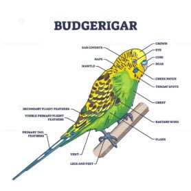 budgerigar outline 1