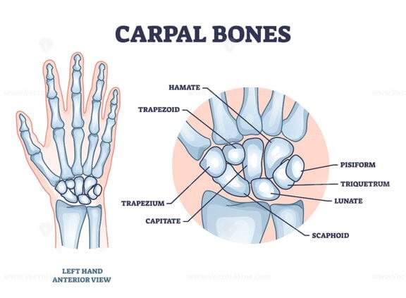 carpal bones outline 1