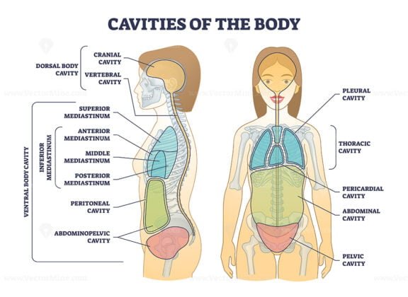 cavities of the body outline diagram 1