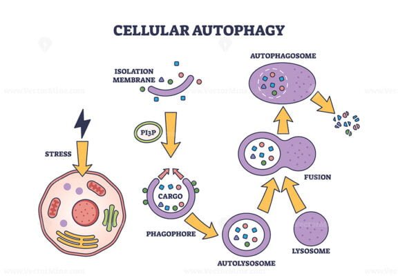 cellular autophagy diagram outline 1