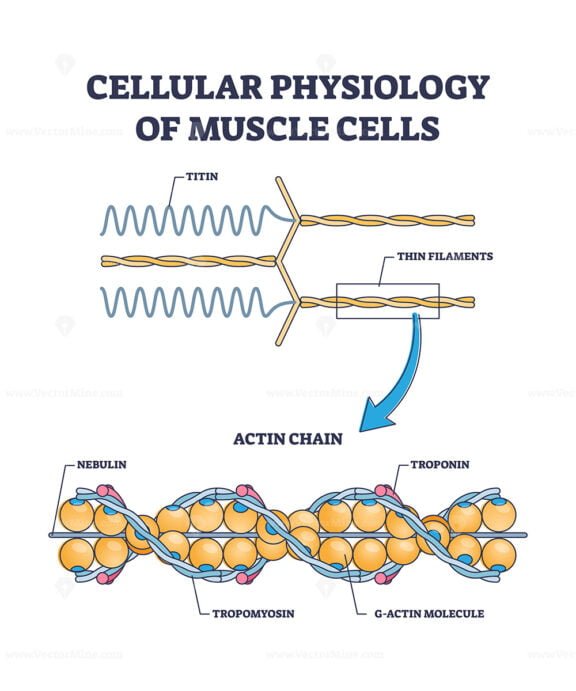 cellular physiology of muscle cells outline diagram 1