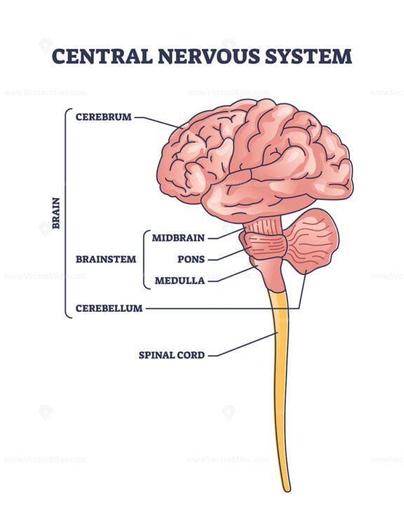central nervous system outline 1