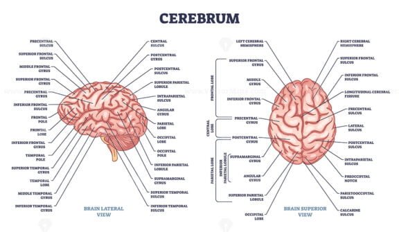 cerebrum outline 1