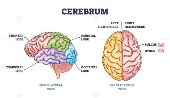 cerebrum 2 outline 1