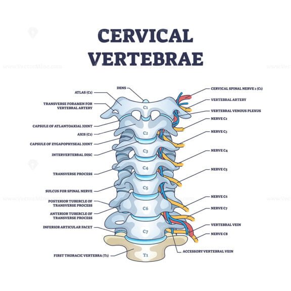 cervical vertebrae outline diagram 1