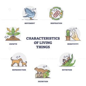characteristics of living things outline diagram 1