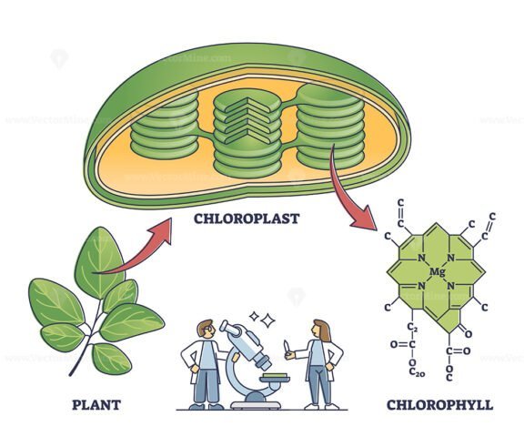 chlorophyll and chloroplast outline diagram 1