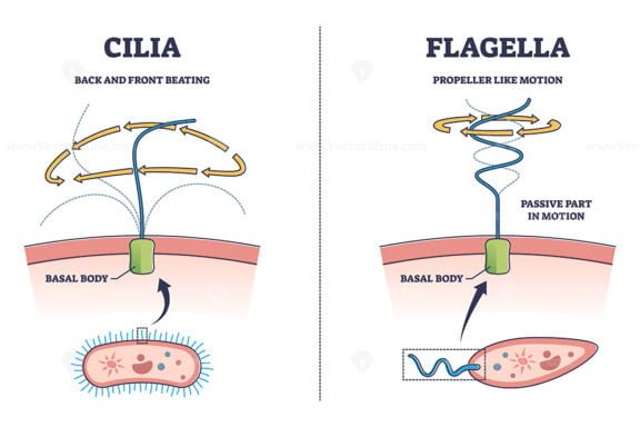 cilia and flagella outline diagram 1