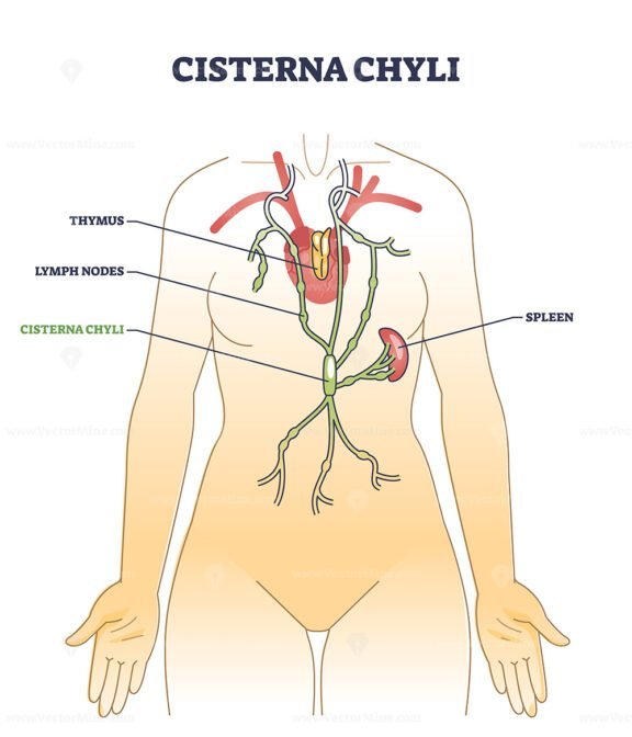 cisterna chyli outline 1