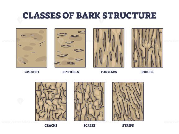 classes of bark structure outline 1