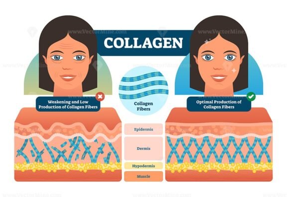 collagen fibers