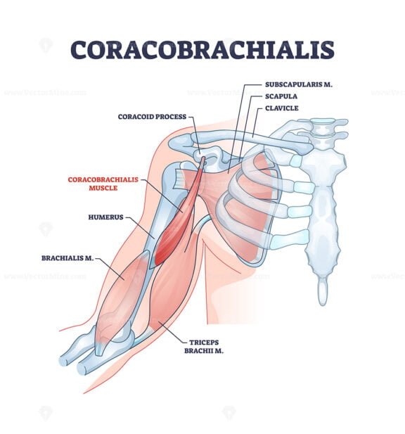 coracobrachialis outline diagram 1