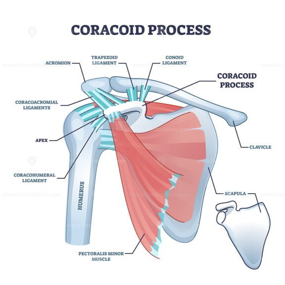 coracoid process
