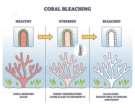 coral bleaching outline diagram 1