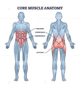 core muscle anatomy outline diagram 1