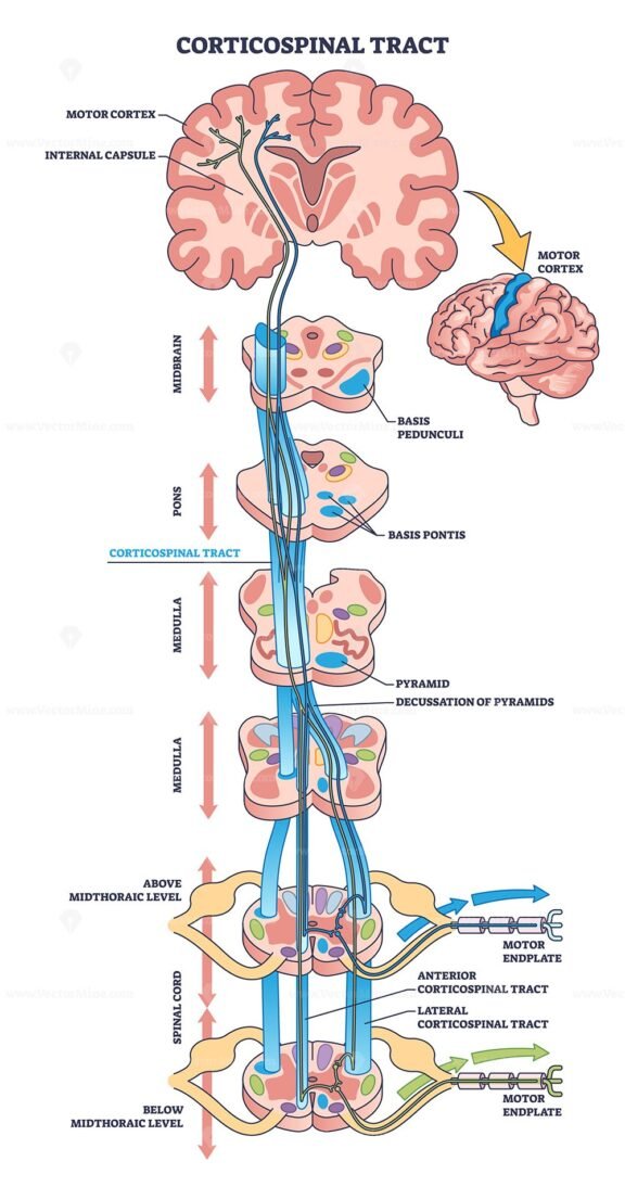 corticospinal tract outline 1