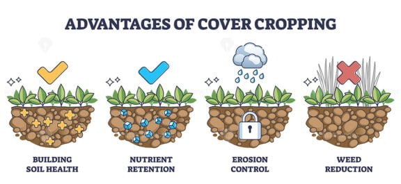 cover crops outline diagram 1