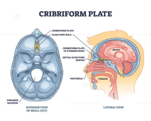 cribriform plate outline 1