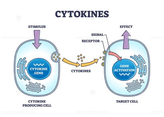 cytokines 1 outline 1